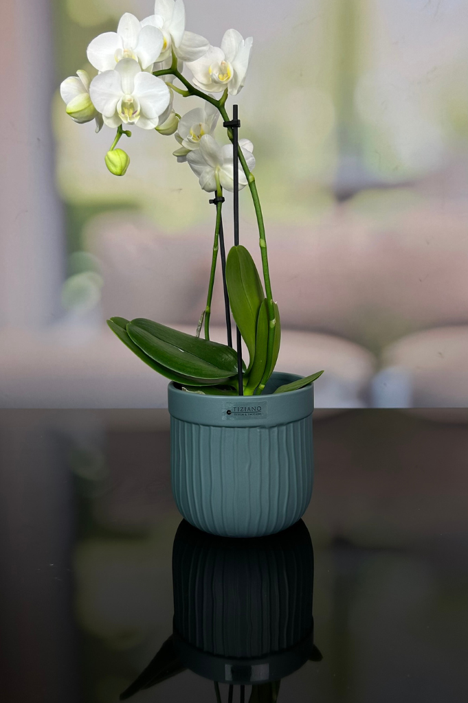 Orchideenkübel Formello in 3 Farbvarianten matt