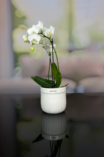 Orchideenkübel Formello in 3 Farbvarianten matt