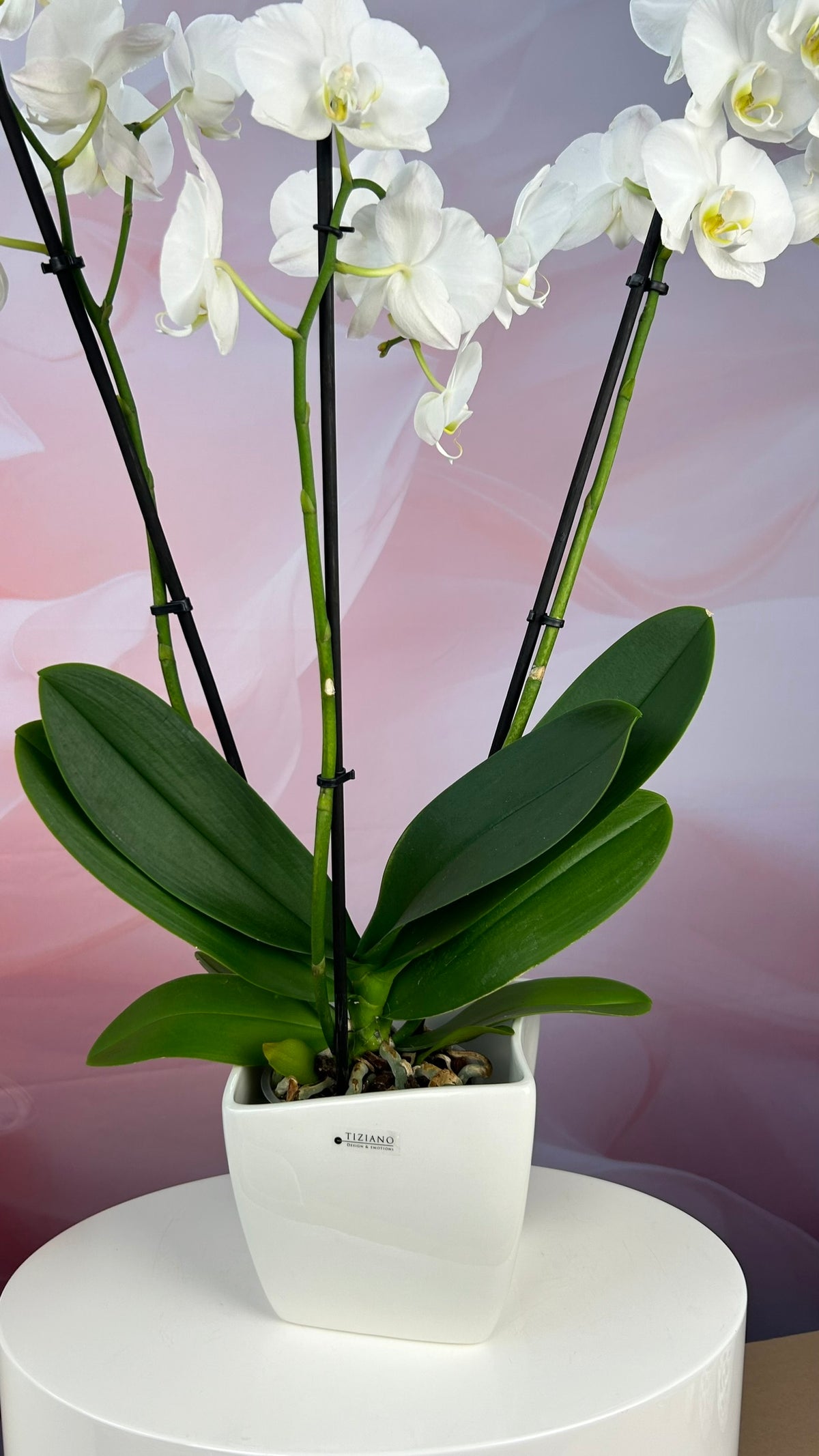 Orchideenkübel Siena 14cm creme-weiß