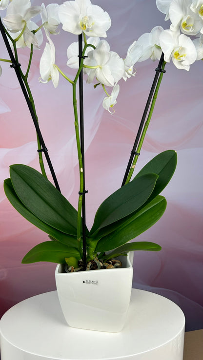 Orchideenkübel Siena 14cm creme-weiß