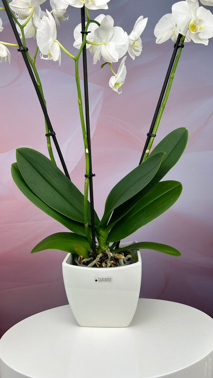 Orchideenkübel Silano 13cm creme-weiß