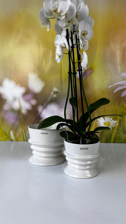 Kübel Silandro creme-weiß