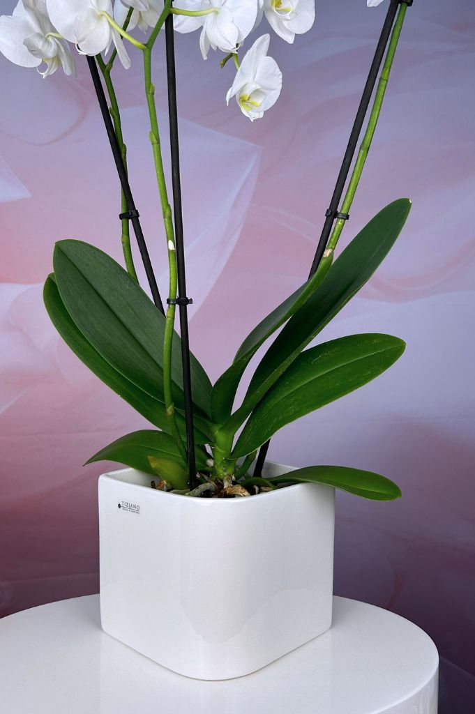 Orchideenkübel Napoli 13,5cm creme-weiß