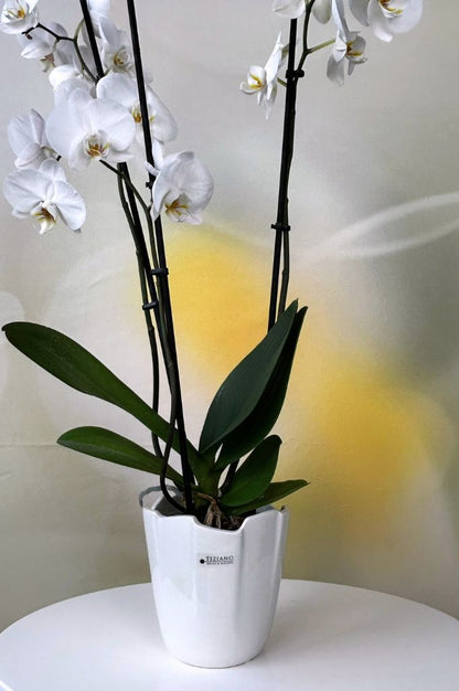 Orchideenkübel Mattina 15cm creme-weiß