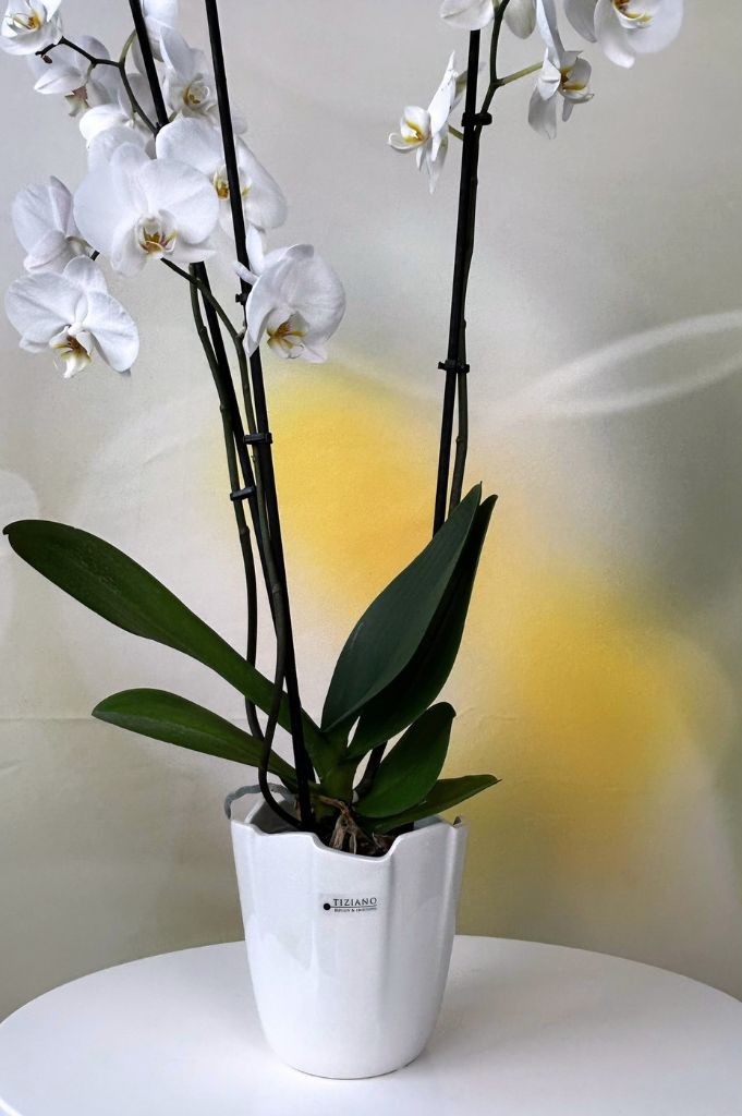 Orchideenkübel Mattina 15cm creme-weiß