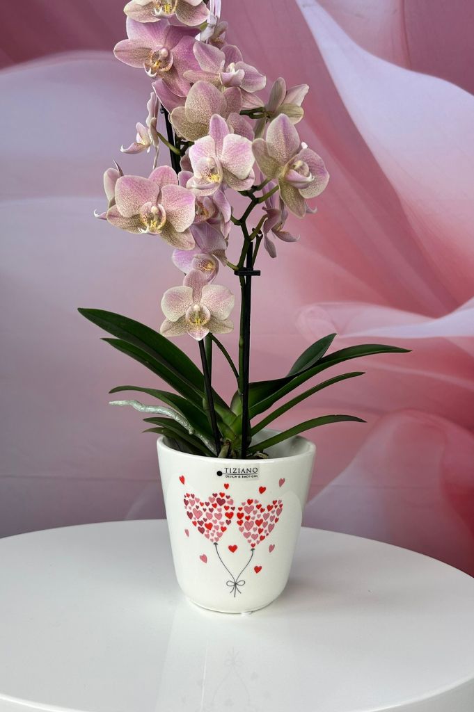 Kübel Navelli creme-weiß mit Herzen