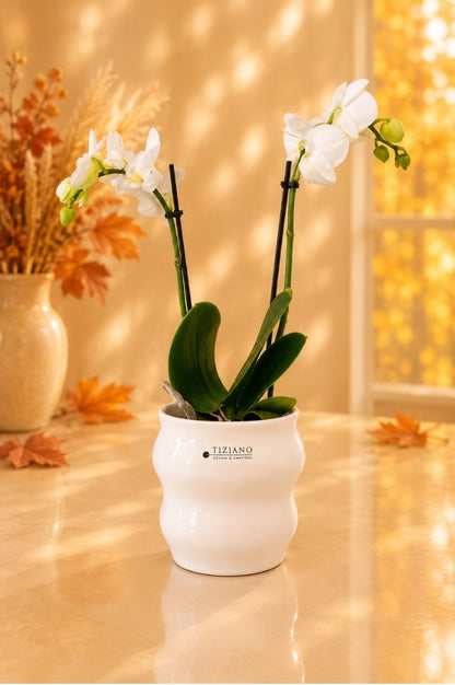 Orchideen Blumentopf Miseri 13cm weiß-creme