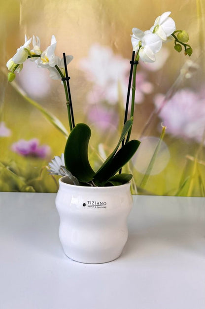 Orchideen Blumentopf Miseri 13cm weiß-creme