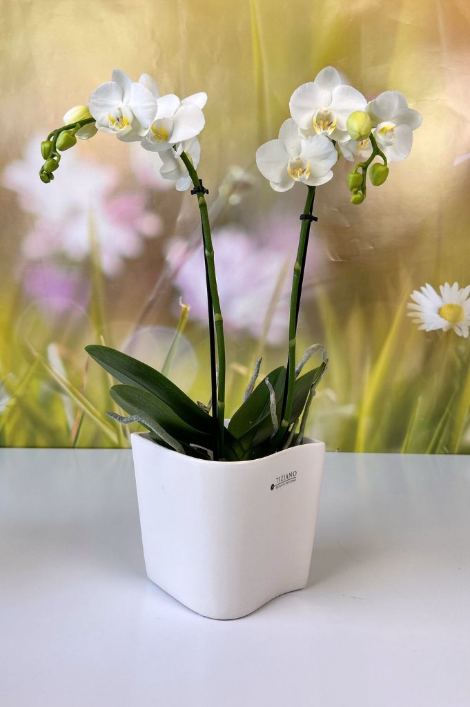 Orchideenkübel Napoli 12,5cm creme-weiß