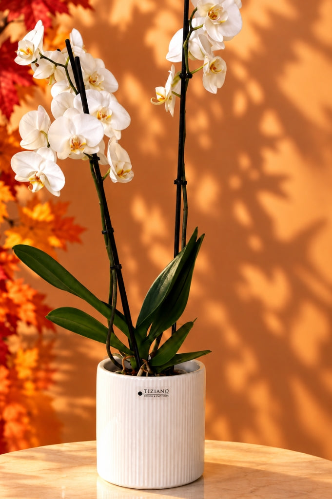 Orchideenkübel Galla 14cm creme-weiß