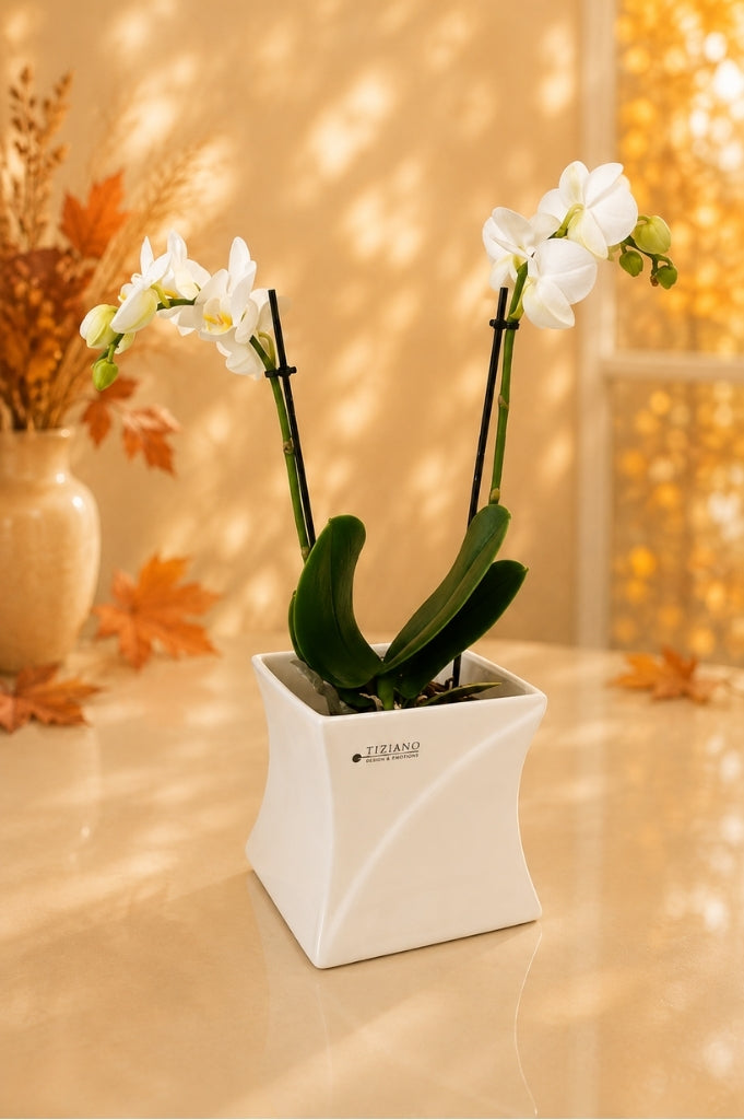 Orchideenkübel Mateo 13cm creme-weiß