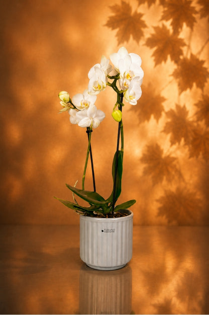 Orchideenkübel Torino 13cm grau matt