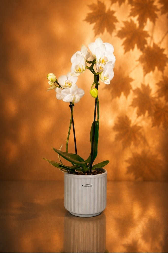 Orchideenkübel Torino 13cm grau matt