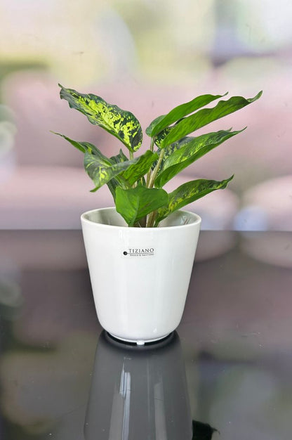 Kübel Piana creme-weiß