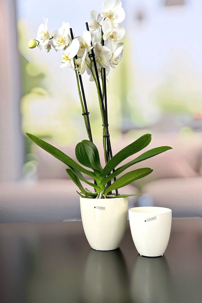Kübel Primagera creme-weiß