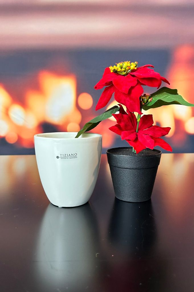 Kübel Primagera creme-weiß