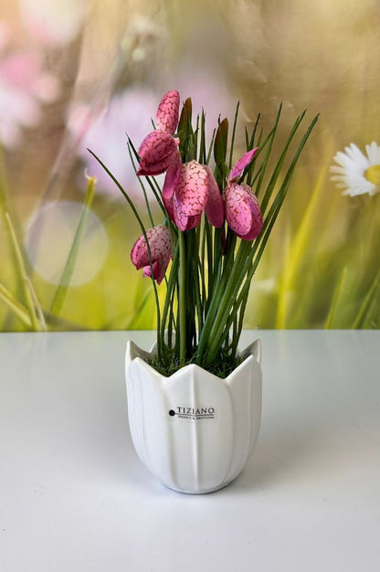 Schachbrettblume weiß oder pink