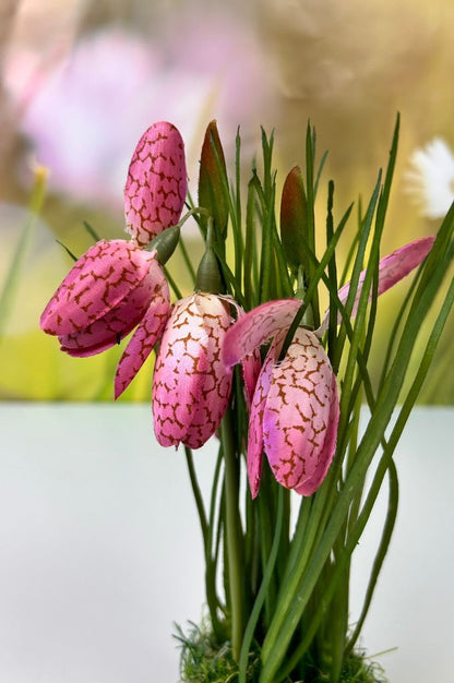 Schachbrettblume weiß oder pink
