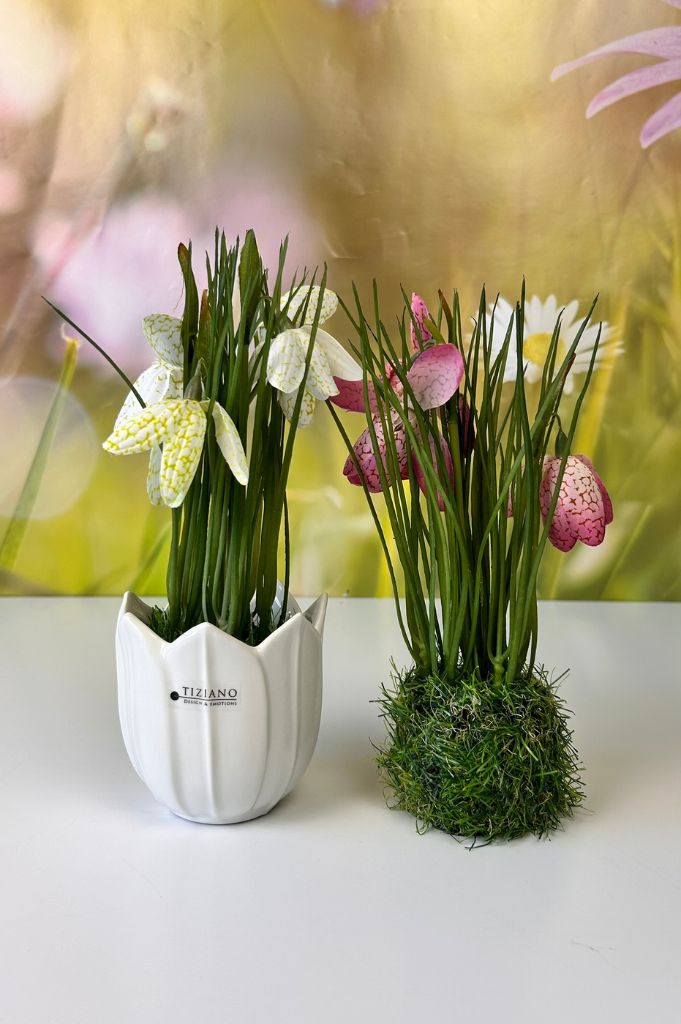 Schachbrettblume weiß oder pink