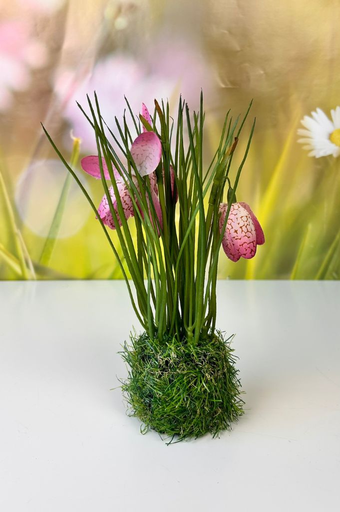 Schachbrettblume weiß oder pink
