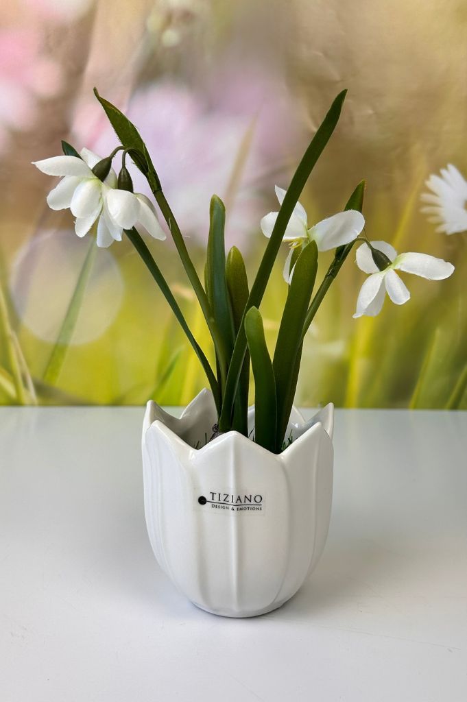 Schneeglöckchen weiß