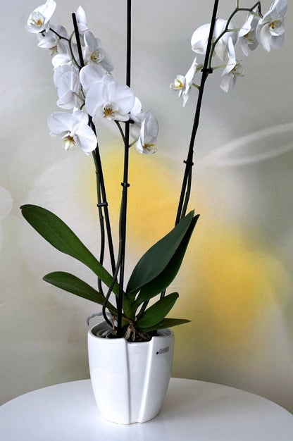 Orchideenkübel Soraga 14,5cm creme-weiß