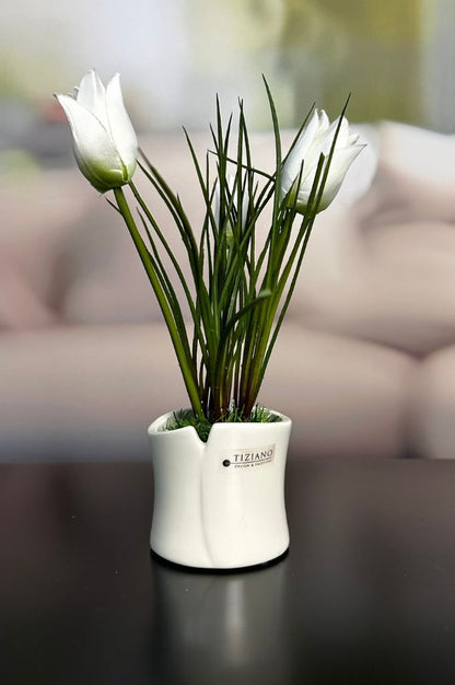 Tulpe_weiß_auf_Gras