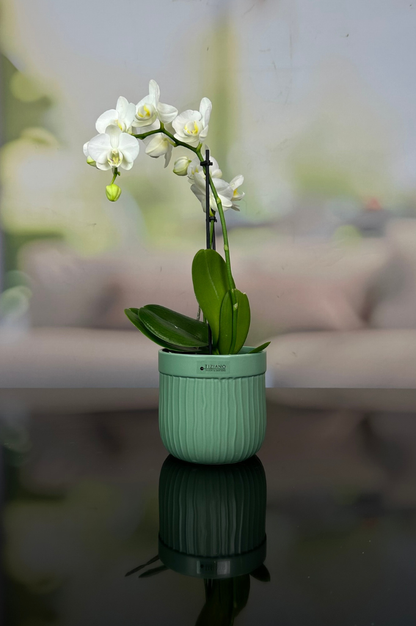 Orchideenkübel Formello in 3 Farbvarianten matt