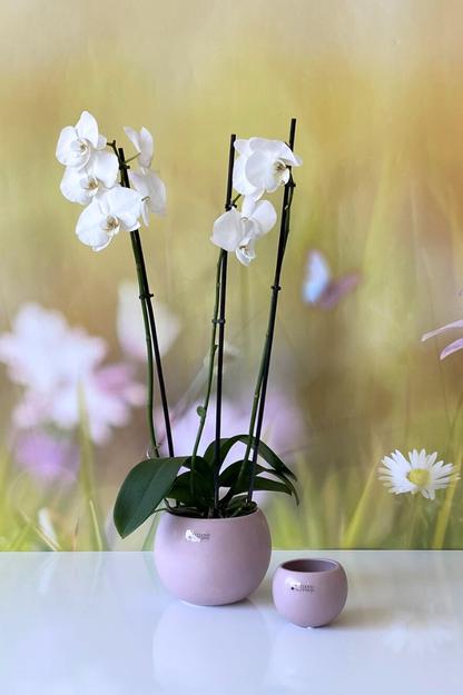 Orchideenkübel Morenga 16cm Benuta-rosa matt