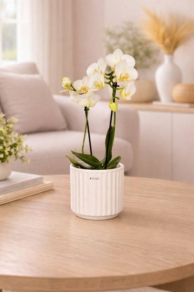 Orchideenkübel Torino 14cm creme-weiß