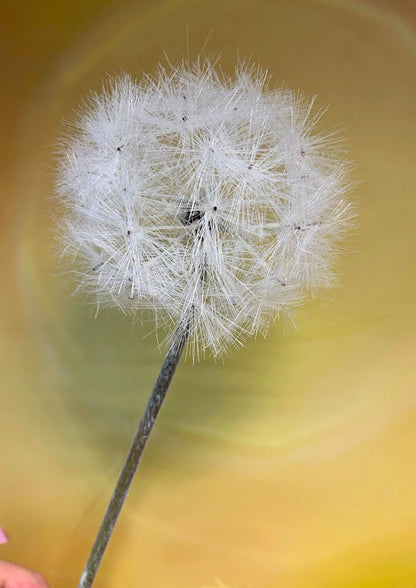 pusteblume-creme-detail