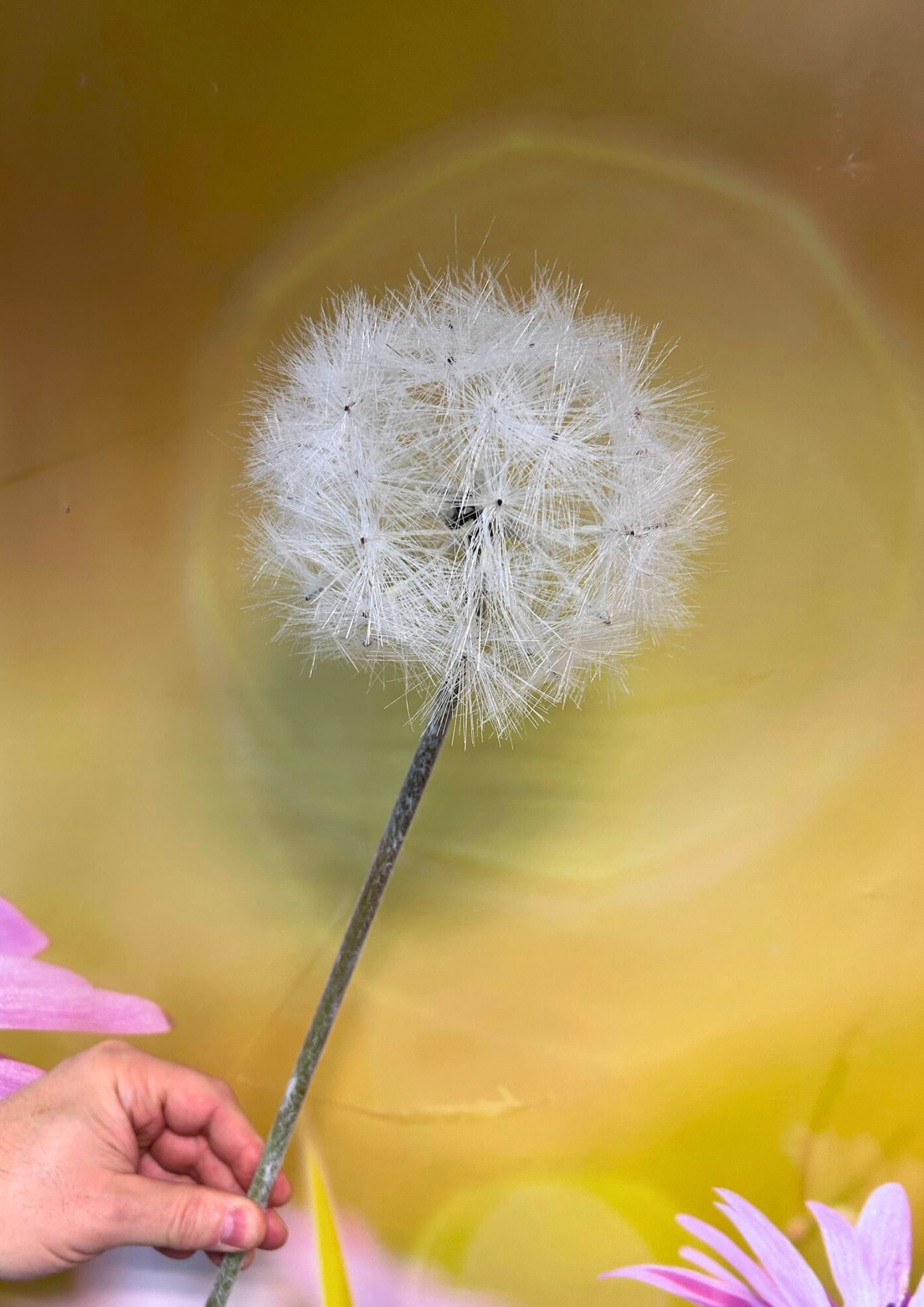 pusteblume-creme