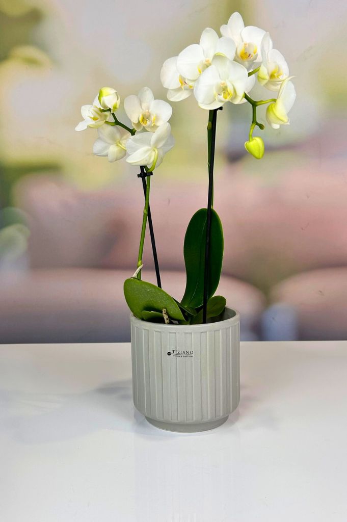 Orchideenkübel Riano