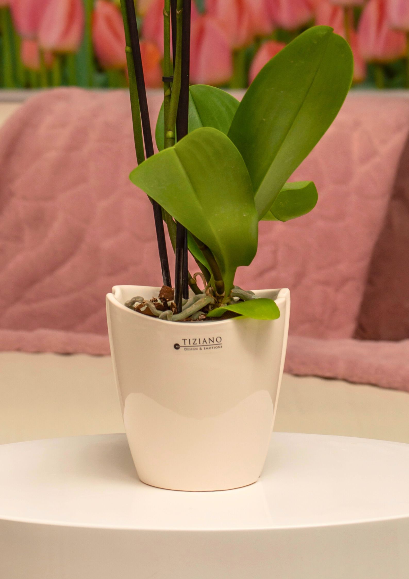 soraga-orchideenkueble-creme-weiss-detail