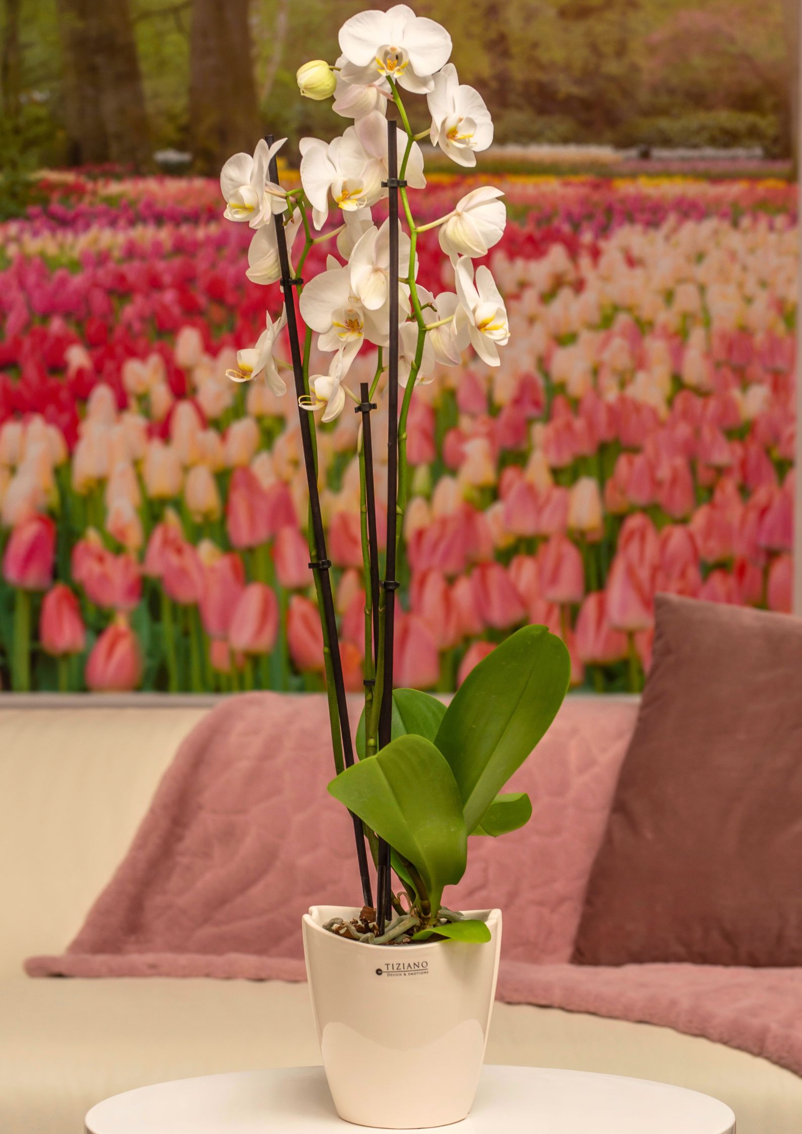 soraga-orchideenkueble-creme-weiss