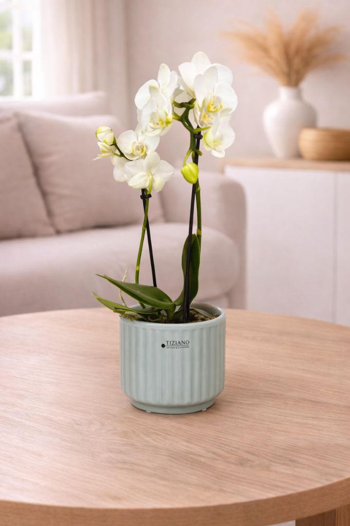 Orchideenkübel Torino 13cm grau matt